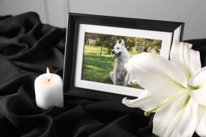 rame with picture of dog, burning candle and lily flower on black cloth, closeup. pet funeral